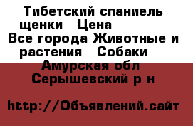 Тибетский спаниель щенки › Цена ­ 60 000 - Все города Животные и растения » Собаки   . Амурская обл.,Серышевский р-н